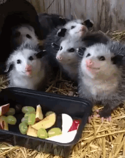 Possum Eating Food GIF - Possum Eating Food Smacking Lips GIFs