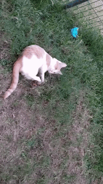 a brown and white cat laying in the grass next to a blue toy