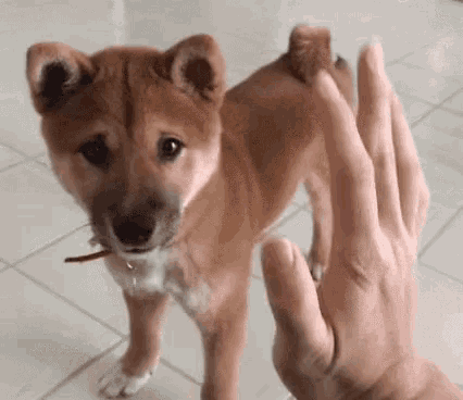Dog High Five GIF - Dog High Five Shiba Inu GIFs