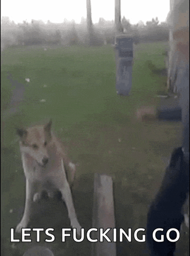 a dog is standing in front of a window with the words lets fucking go above it