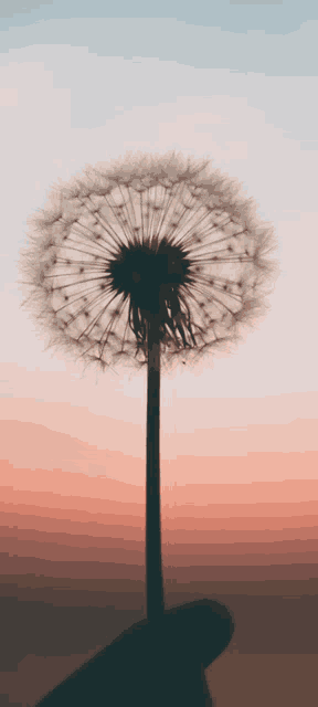 a person is holding a dandelion in their hand against a sunset sky