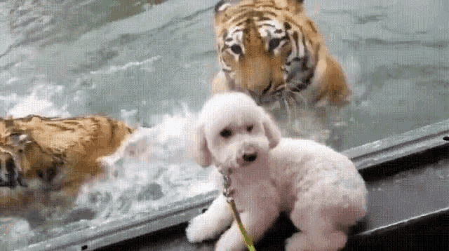 a poodle is standing next to a tiger in a pool of water .