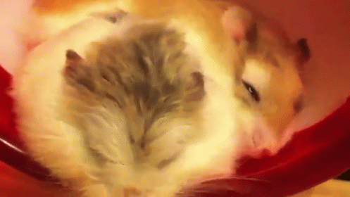 Sleeepy Whiskers GIF - Hamsters Noses Whiskers GIFs