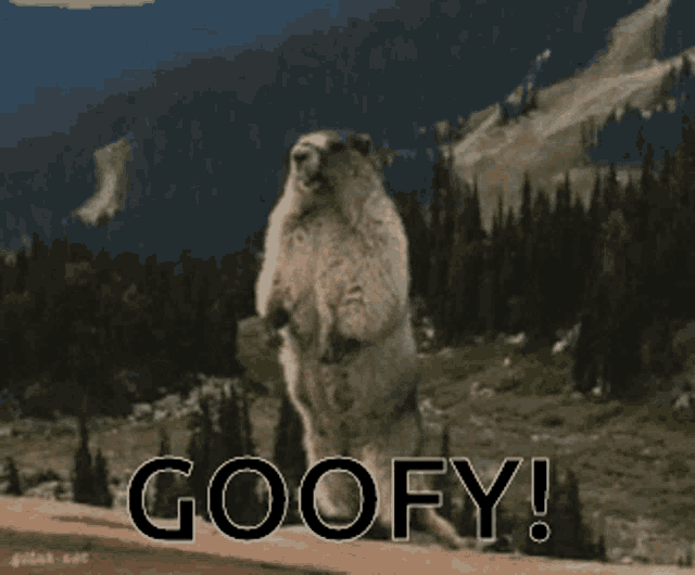a groundhog is standing on its hind legs with the words goofy written on the bottom