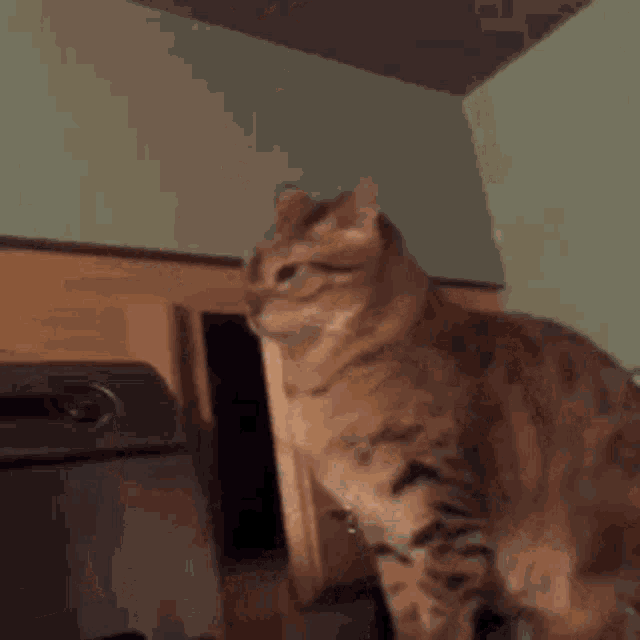 Cats Smack GIF - Cats Smack Attack GIFs