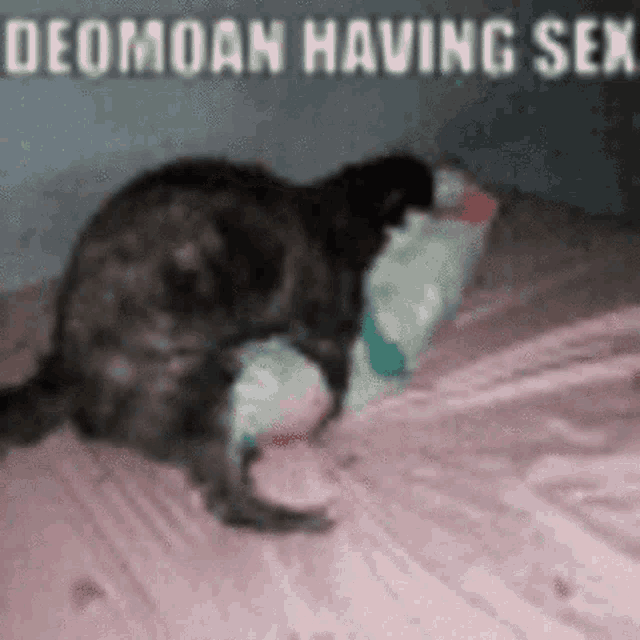 Deomoan Having Sex With His Pillow GIF - Deomoan Deo Moan GIFs