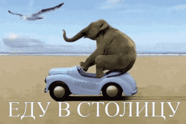 an elephant is sitting on top of a car that says tonnetta