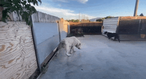two dogs are playing in a backyard behind a wooden fence