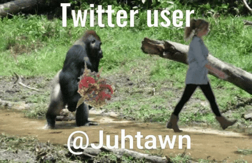 Juhtawn Jatan GIF - Juhtawn Jatan Gorilla GIFs