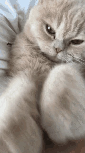 a close up of a cat 's face laying on a bed