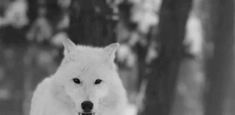 Wolf White Wolf GIF - Wolf White Wolf Winter GIFs
