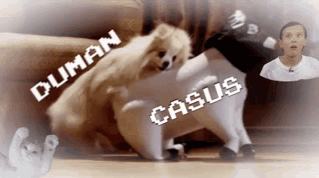 a picture of a dog with the words duman casus on it