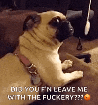 Pug What GIF