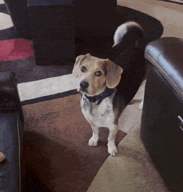 Dog Running Beagle GIF - Dog Running Beagle Theo GIFs