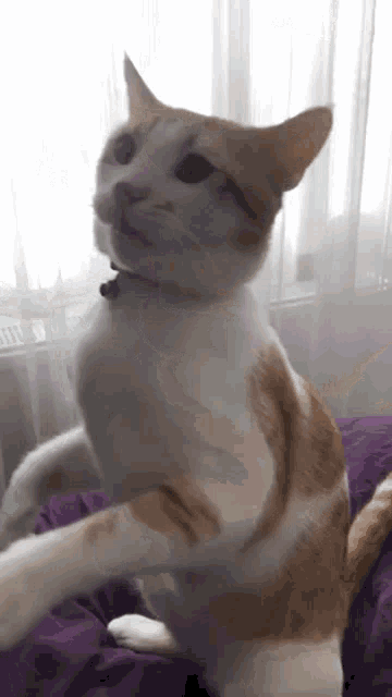 a white and orange cat is standing on its hind legs on a purple blanket .