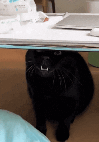 a black cat is sitting under a table with a laptop and tissues