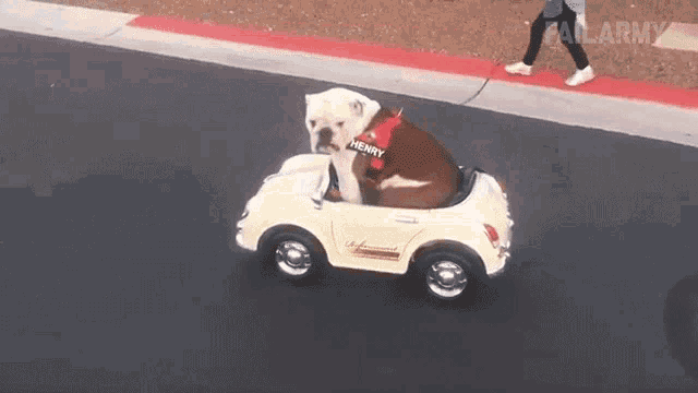 Driving Car Cute GIF - Driving Car Cute Dog GIFs