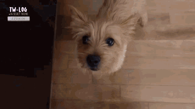 a small brown dog laying on a wooden floor with the words tw-log with secret friend above it
