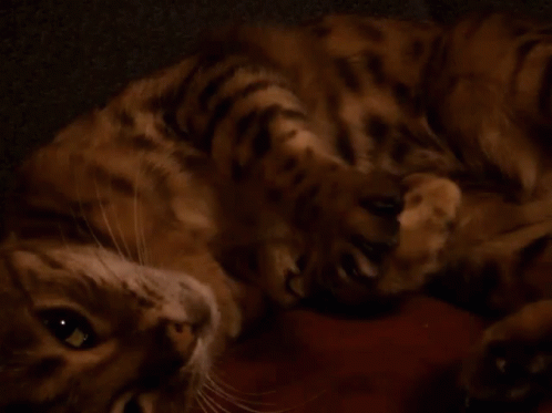 Cute Cats GIF - Cute Cats Bengal GIFs