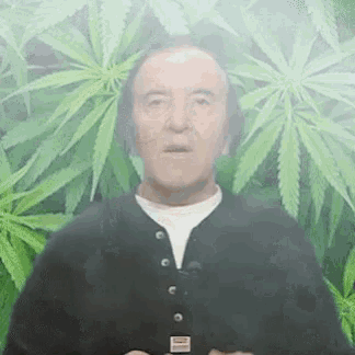 a man in a black shirt is standing in front of a marijuana plant and smoking a cigarette .