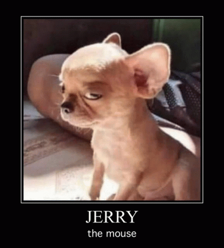 Jerry The Mouse GIF - Jerry The Mouse GIFs
