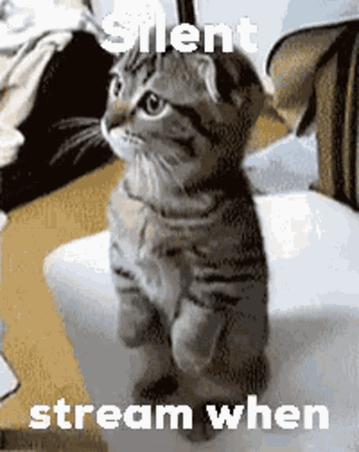 a kitten is sitting on its hind legs on a chair with the words `` silent stream when '' written on it .