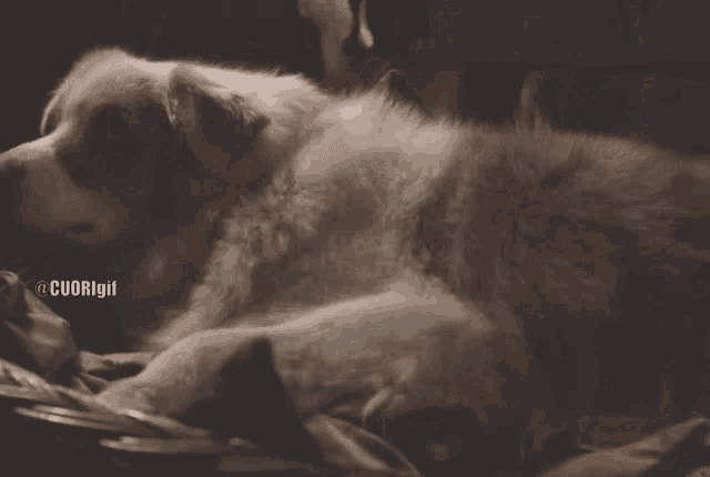 a dog is laying on a bed with the hashtag cuorigil on the bottom