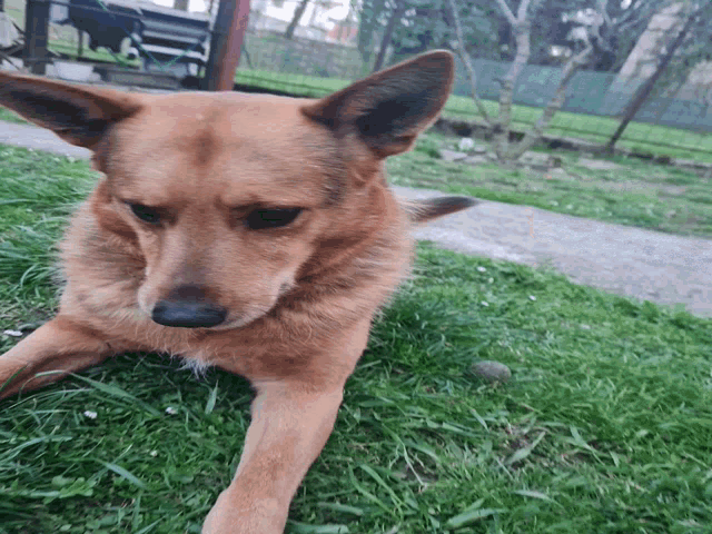 a brown dog laying down in the grass looking at the camera