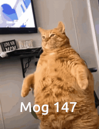 Mog Mogcat GIF - Mog Mogcat 147 GIFs