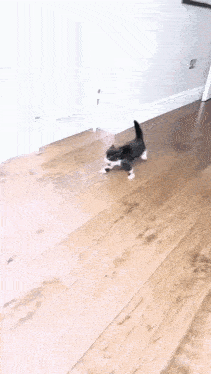 a kitten is walking on a wooden floor in a living room .