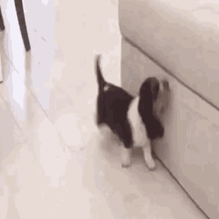 a black and white puppy is standing next to a white ottoman .