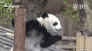 Busu03 Pandas GIF - Busu03 Pandas Funny Animals GIFs