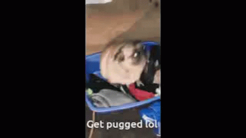 Puggy Itch2 Balloon Fork GIF - Puggy Itch2 Balloon Fork GIFs