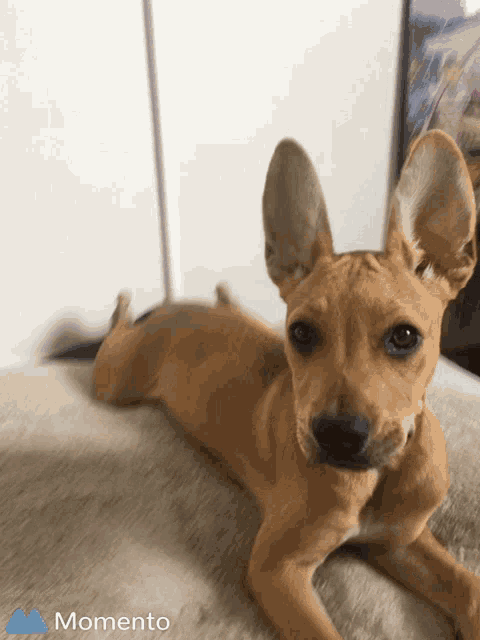a small brown dog laying on a blanket with a momento logo behind it