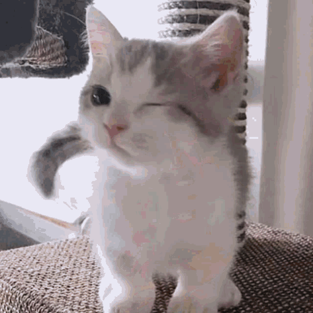 Gemini Norawit Gemini Cat GIF - Gemini Norawit Gemini Cat Cat GIFs