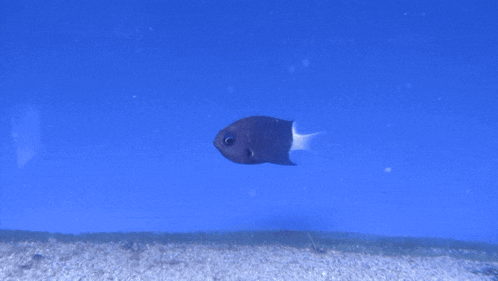 a fish with a white tail is swimming in a blue water