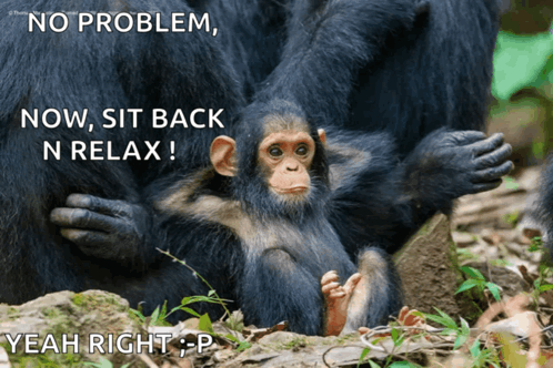 Funny Drole GIF - Funny Drole Relax GIFs