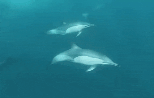 a couple of dolphins are swimming in the water