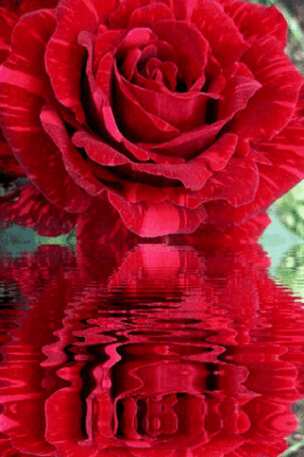 a large red rose is reflected in a body of water .
