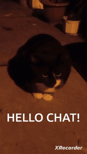 Muller Black Cat GIF - Muller Black Cat Hello Chat GIFs