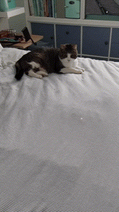 a black and white cat laying on a bed with white sheets