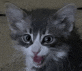 a gray and white kitten is looking at the camera with its mouth open