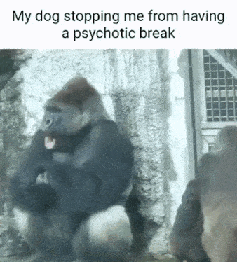 Gorilla Psychotic GIF - Gorilla Psychotic Dog GIFs