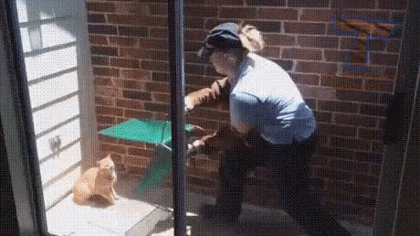 Cat Scare GIF - Cat Scare Fly GIFs