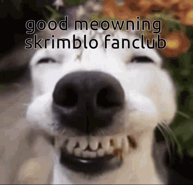 Skrimblo Fanclub Good Meowning GIF - Skrimblo Fanclub Good Meowning Good Morning GIFs
