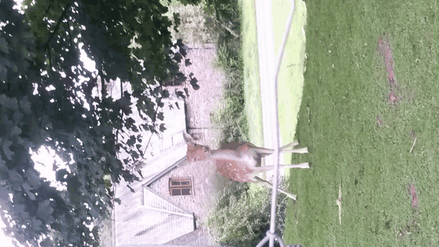 a deer is standing in front of a house