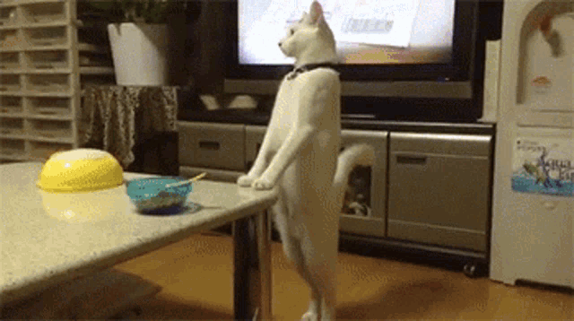 Cute Cat GIF - Cute Cat Standing GIFs