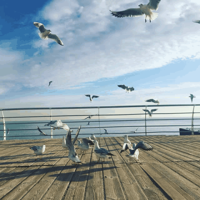 a flock of seagulls are standing on a wooden deck near the ocean
