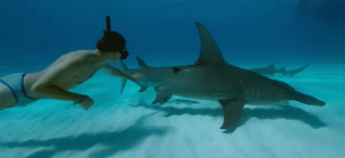 Touching A Shark Great Hammerhead Shark GIF - Touching A Shark Great Hammerhead Shark Hammerhead Shark GIFs