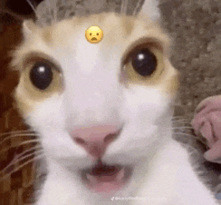 a close up of a cat with a smiley face on its head .